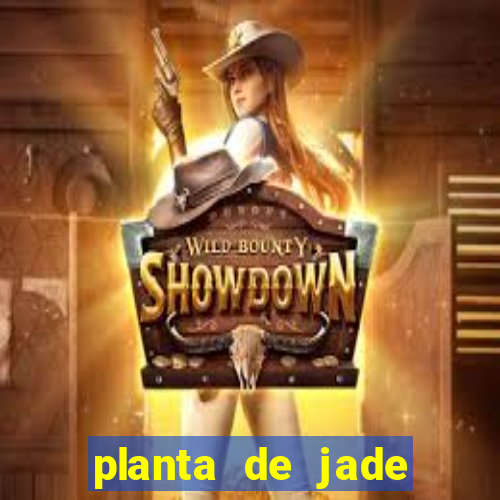 planta de jade significado espiritual